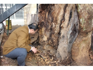 400 Yıllık Anıt Ağaç Kurtarılabilecek