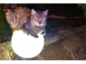 Sokakta Üşüyen Kedi Isınmak İçin Bu Yolu Seçti