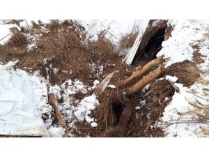 Kardan Dolayı Ahır Çöktü, 4 Hayvan Telef Oldu