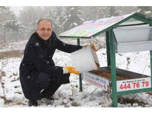 Şehrin 20 Farklı Noktasına Konulan Yemlikler Hayvanların Gıda İhtiyacını Karşılıyor