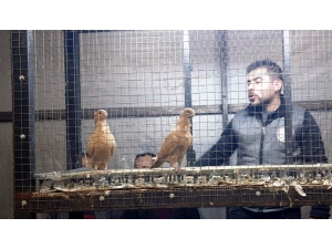 Egeli Güvercin Yetiştiricileri Nazilli’deki Mezatta Buluştu