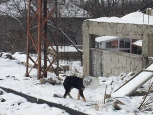 Başı Bidona Sıkışan Yavru Köpeği Jandarma Kurtardı