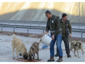 Erzincan’da Yaban Hayatına Yem Desteği