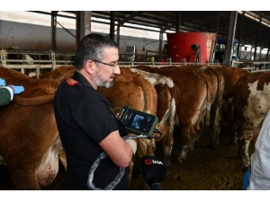 Ultrasonlu Gebelik Takibiyle Hayvan Varlığında Artış Sağlandı