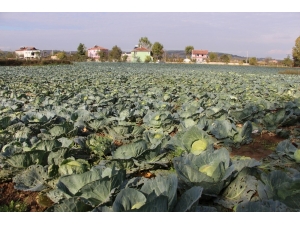 Karadeniz’in Gıda Ambarı Samsun