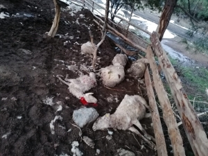 Ağıla Giren Köpekler 10 Koyunu Telef Etti