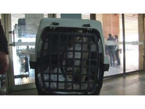 Otobüslerde Yeni Dönem En Çok Hayvan Severleri Mutlu Etti