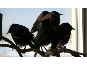 Van’da Ele Geçirilen Çiğdeci Kuşları Hayvanat Bahçesine Gönderilecek