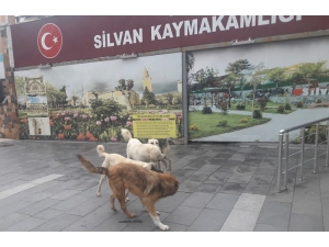 Silvan’da Başıboş Köpekler Korkutuyor