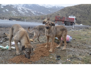 7 Yıldır Yaban Hayvanlarını Besliyor