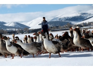 Ankara’da Kars, Ardahan, Iğdır Günleri Başlıyor