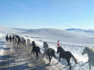 Yılkı Atları İçin Doğaya 2 Ton Yem Bıraktılar