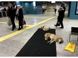 Köpekler Isınmak İçin Marmaray’a Sığındı