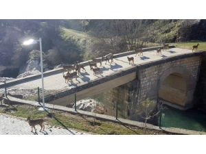 Sürü Halindeki Yaban Keçileri Güneşin Tadını Çıkarttı