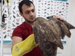 Vatandaşların Bulduğu Yaralı Şahin Tedavi Altına Alındı