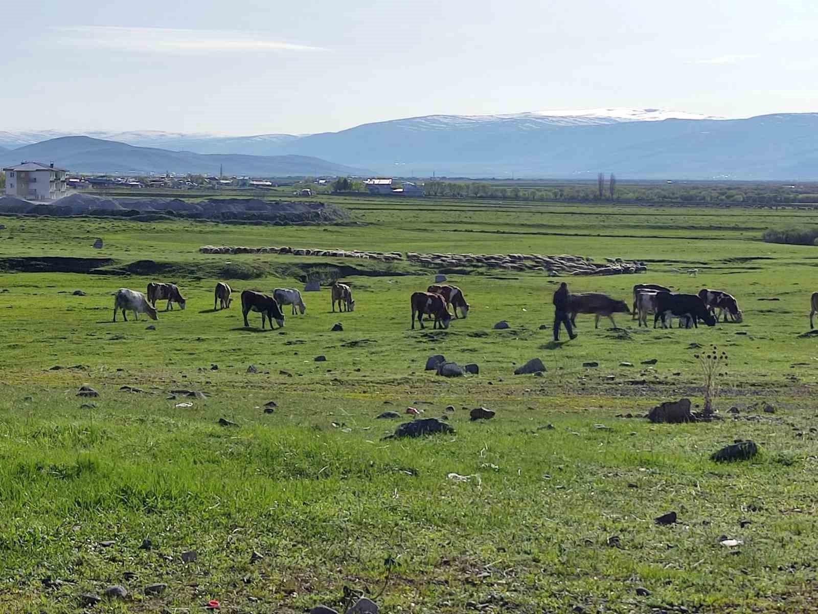 ardahan-da-kuduz-alarmi-bolge-karantinaya-alindi
