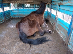 Küçük Çobanlar Ayağı Kırılan At İçin Seferber Oldu