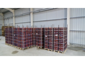 Tarım Kredi Kooperatifi Domates Alımına Başladı