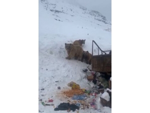 Boz Ayılar Kış Uykusuna Yatmadı