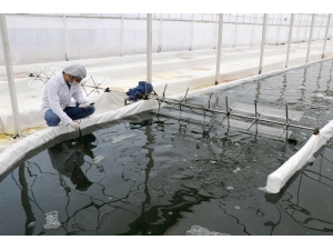 Serada Ürettiği Yosunu 6 Ülkeye İhraç Ediyor