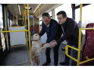 Üşüyen Köpek Yolcularla Şehir Turu Attı