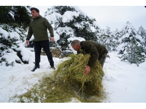 Tokat’ta Yaban Hayvanları İçin 5 Ton Yem