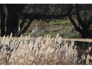 Kırıkkale’de Su Kuşu Sayımı Yapıldı
