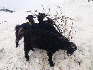 Kahramanmaraş’ta 1 Milyon 300 Bin Küçükbaş Hayvan Var