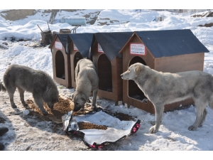 Avustralya’dan Yüksekova’ya Köpek Barınağı