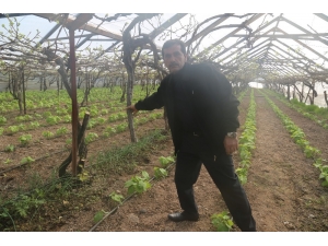 Vicdanları Sızlatan Orman Katliamı