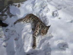 Aracın Çarptığı Vaşak Telef Oldu
