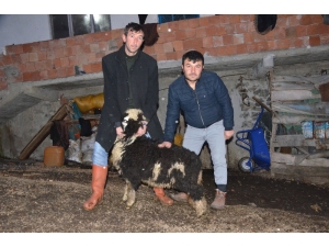 Doğuştan Ay-yıldızlı Kuzunun ’Yükü’ Ağır