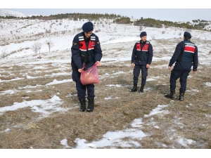 Jandarma Yaban Hayvanları İçin Doğaya Yem Bıraktı