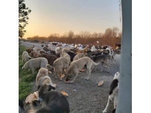 Esnaf Odası’ndan Sokaktaki Dostlarımıza Destek