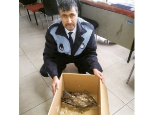 Yaralı Şahine Zabıta Şefkati