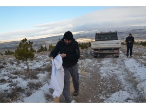 Gülşehir Belediye Ekipleri Yaban Hayvanları Unutmadı
