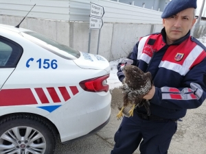 Yaralı Şahin’i Jandarma Ekipleri Kurtardı