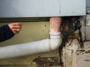 Köpekten Korkan Yavru Kedi Önce Boruya, Daha Sonra Tel Örgüye Sıkıştı