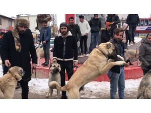 Kangal Köpekli Basın Açıklaması