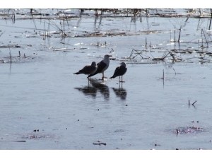 Beyşehir Gölü’nde Su Kuşlarının Zorlu Yaşamı