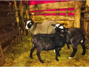 Giresun’da "Ramanov" Koyunları Çoğalıyor