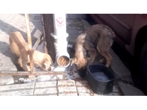 Sungurlu’da ’Bir Avuç Yem De Senden Olsun’ Projesi