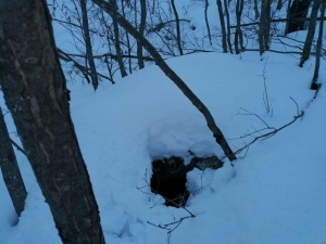 Bitlis’te Terör Örgütüne Ait 8 Sığınak Ve 4 Depo Bulundu