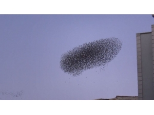 Binlerce Sığırcığın Gökyüzündeki Dansı Mest Etti