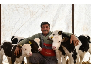 Besicinin Çifte İkiz Buzağı Sevinci