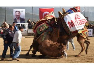 Egenin Namlı Develeri Selimiye’de Buluşacak