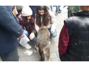 Aracın Çarptığı İddia Edilen Köpeğe Vatandaşlardan Şefkat Eli