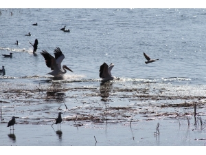 Beyşehir Gölü’nde Pelikanların Yiyecek Arayışı İlgi Çekti
