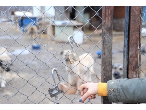 100’e Yakın Köpeği Beslemeye Gittiklerinde Şok Yaşadılar