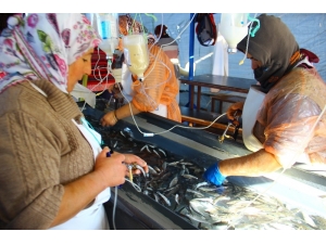 Bu Da Balık Hastanesi, Bu Kadınların Ne Yaptığını Duyunca Çok Şaşıracaksınız